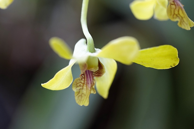 Fleurs FEV12-026
